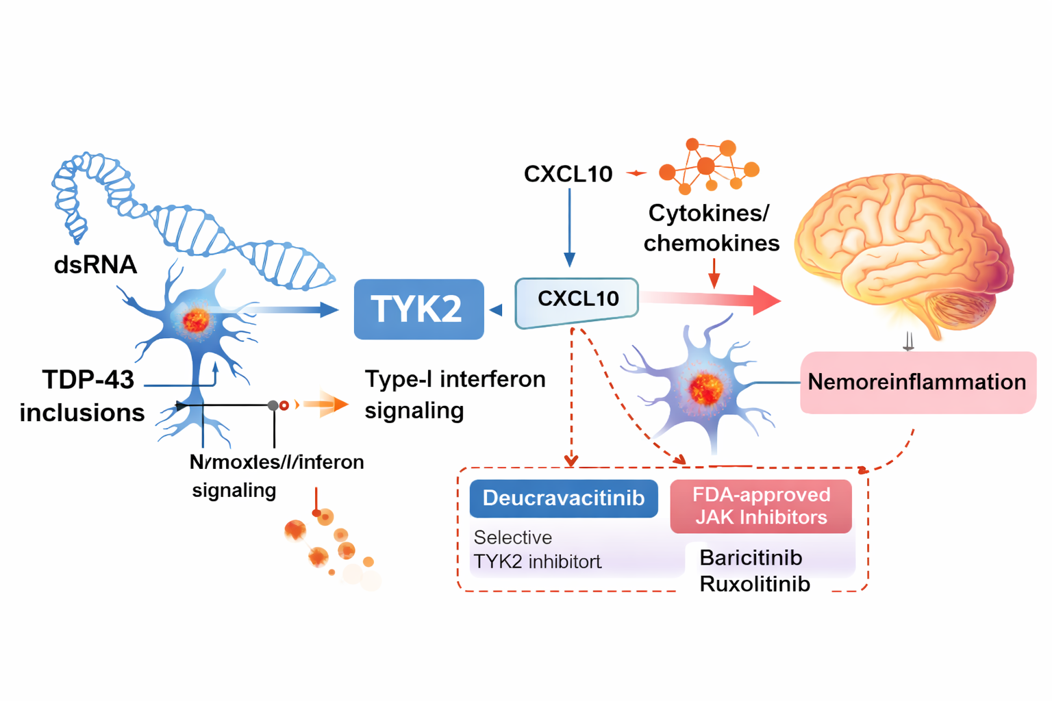 Neuroinfiammazione e TDP-43: un nuovo target terapeutico per l’Alzheimer